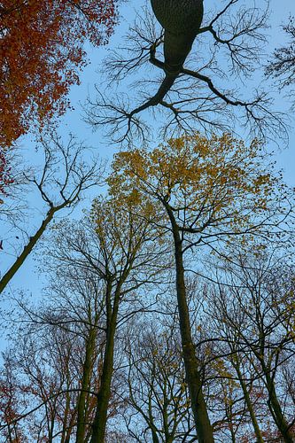 Boomtoppen in de herfst
