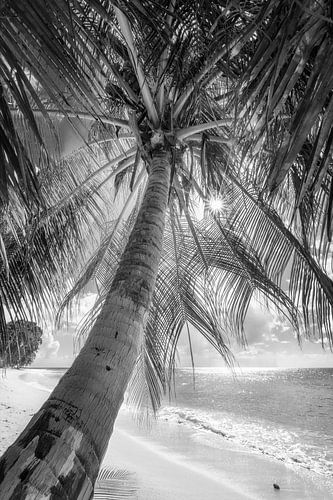 Palmboom op een Caribisch strand in Barbados / Caribisch gebied. Zwart-wit beeld