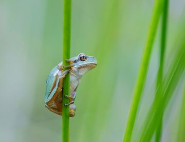 Just hanging around. van Larissa Rand