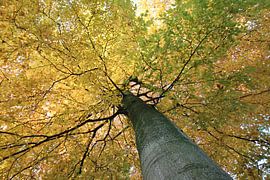 Het kan alle kanten op gaan van Jelte versendaal