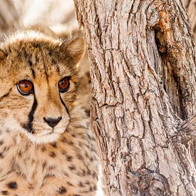 Jeune guépard dans un arbre en Namibie sur Simone Janssen