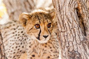 Jeune guépard dans un arbre en Namibie