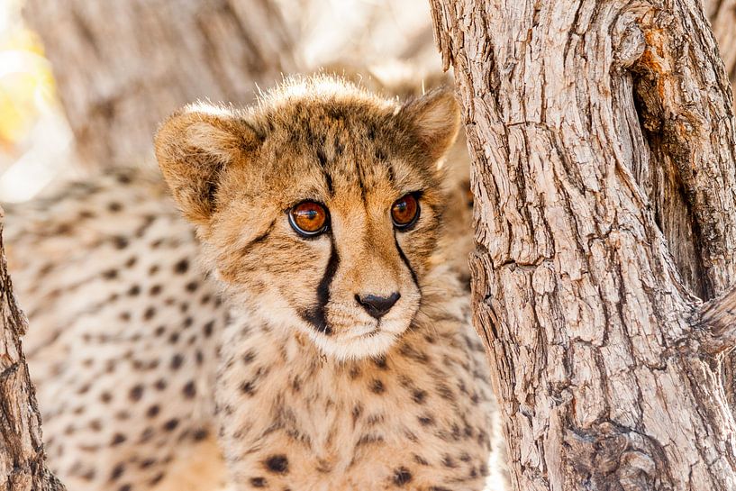 Young cheetah in tree in Namibia by Simone Janssen