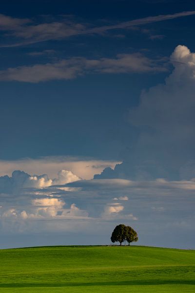 Boom bij Steingaden van Andreas Müller