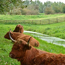 Porträt eines braunen schottischen Hochlandbewohners im Gras von Trinet Uzun