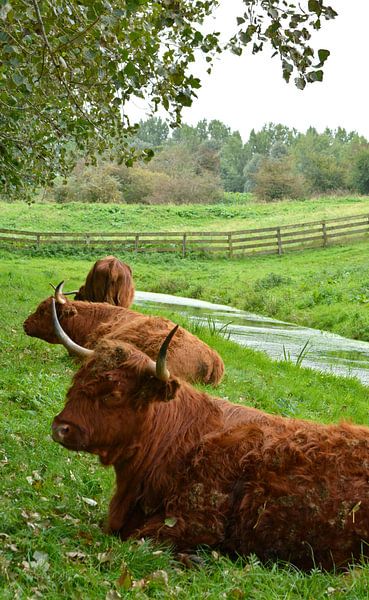 Portret van een bruine schotse hooglander in het gras van Trinet Uzun