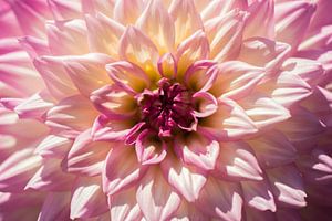 Dahlia von Carolina Roepers