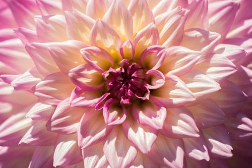 Dahlia