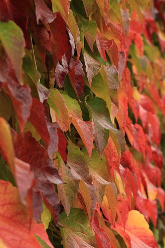 Bladerendek in herfstkleuren