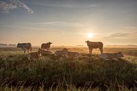 Cow Morning