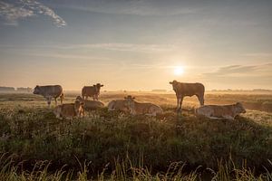 Matin de vache