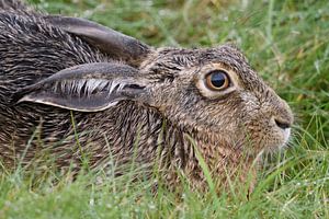 Feldhase ( Lepus europaeus ), detaillierte Nahaufnahme eines sich duckenden Hasen, wildlife, Europa.