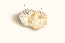Physalis or golden berry by Corinne Welp