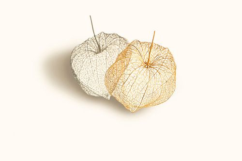 Physalis of goudbes