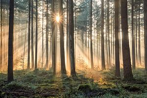 Eine verträumte Herbstmorgen im Wald
