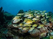 School geelgestreepte grommers in de Caribische zee van Curaçao van René Weterings thumbnail