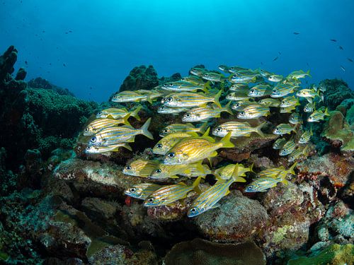 Vivaneaux d'école dans la mer des Caraïbes de Curaçao