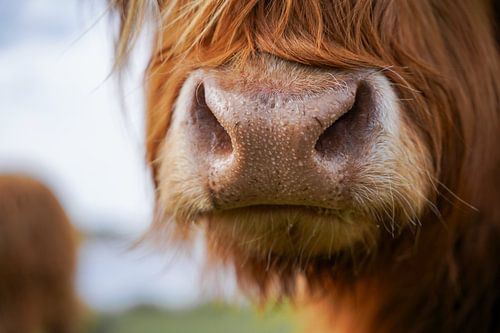 Schottischer Highlander Schnauze | Fine Art Close up