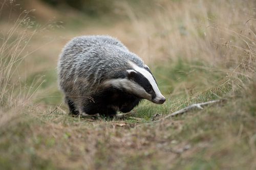 Dachs ( Meles meles ) läuft auf einem typischen Dachspfad geradewegs auf den Fotografen zu, Europa.