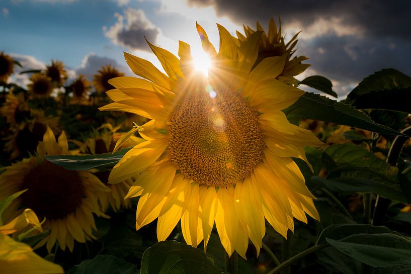 Zonnebloem met tegenlicht. van Jaco Verheul