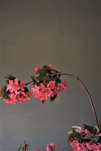 Japanese cherry blossom by Tina Hartung