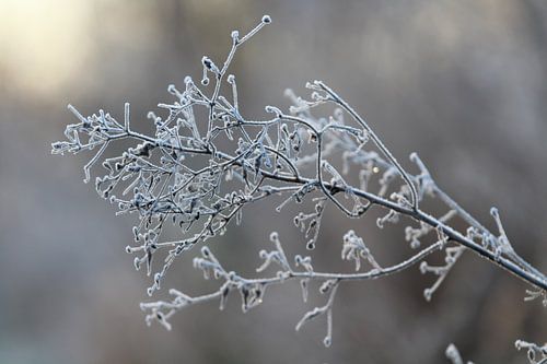 Nahaufnahme gefrorener Ast