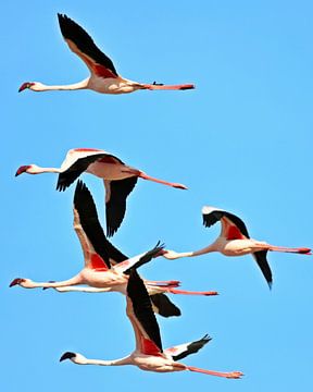a flock of flamingos in flight by Werner Lehmann