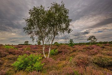 Heide in bloei van Andy Luberti