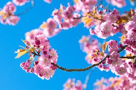 Blooms in striking colours by Tije Mählmann