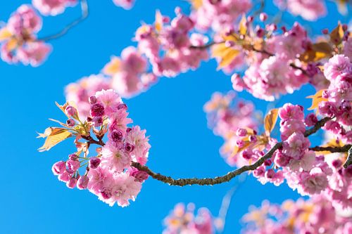Une floraison aux couleurs éclatantes