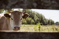 Der Blick einer Kuh durch die Bretter