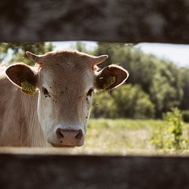 Le regard d'une vache à travers les planches sur Kristian Oosterveen