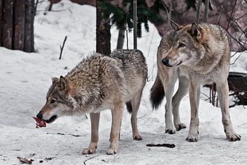 De familie van de wolven is een groot mannetje en vrouwtje met vlees in de sneeuw, waakzaam kijkend  van Michael Semenov