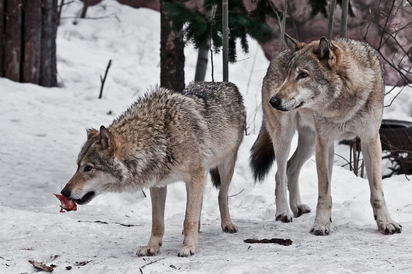 Die Familie der Wölfe ist ein großes Männchen und Weibchen mit Fleisch im Schnee und beobachtet aufm von Michael Semenov