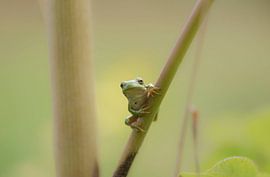 Laubfrosch schaut sich neugierig um