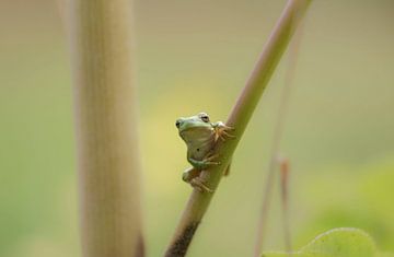 Tree frog looks around curiously by Ans Bastiaanssen
