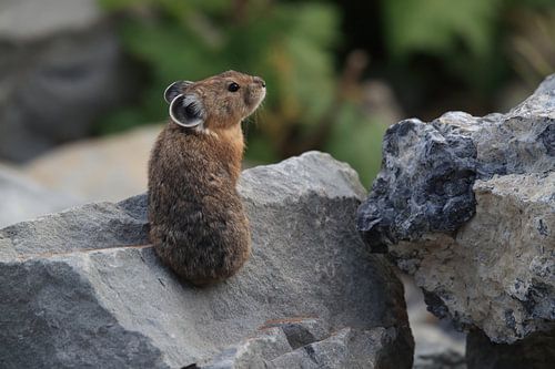 Pika Glacier National Park Montana USA