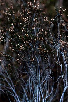 La plante de bruyère en hiver