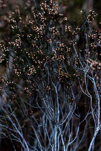 La plante de bruyère en hiver