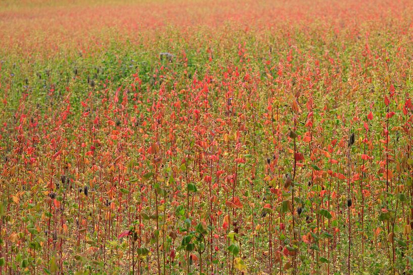 Schilderachtige van Thomas Jäger