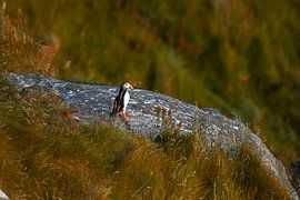 Un macareux caché à Runde, en Norvège