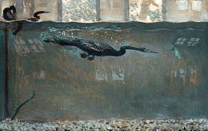 Taucherscharbe, Vogel, Otto H. Bacher, 1921