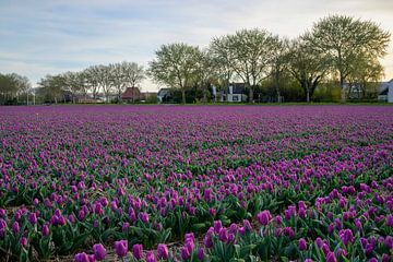 Tulipes violettes sur Barbara Brolsma