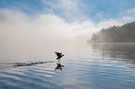 The running duck by Laura Vink thumbnail