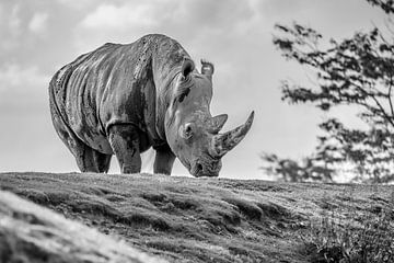 rhinocéros au pâturage sur Cindy van der Sluijs