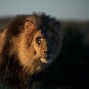 Black-maned Kgalagadi lion! van Robert Kok thumbnail