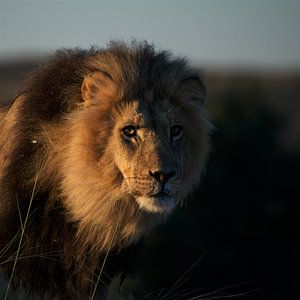 Black-maned Kgalagadi lion! van Robert Kok