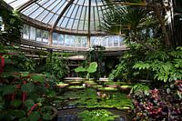 Tropical greenhouse in Blijdorp
