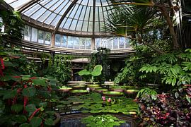 Tropische kas in Blijdorp van StudioMaria.nl