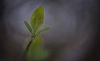 Macro